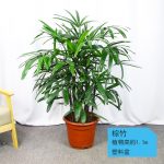 棕竹約1.1m