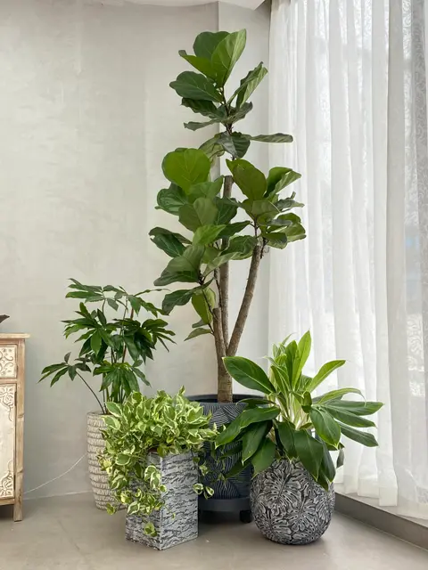 由多款大型與桌面植物組成的室內綠化擺設